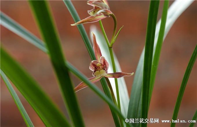 昨夜寒风吹过,千朵万朵寒花开-寒兰篇-中国兰花交易网社区