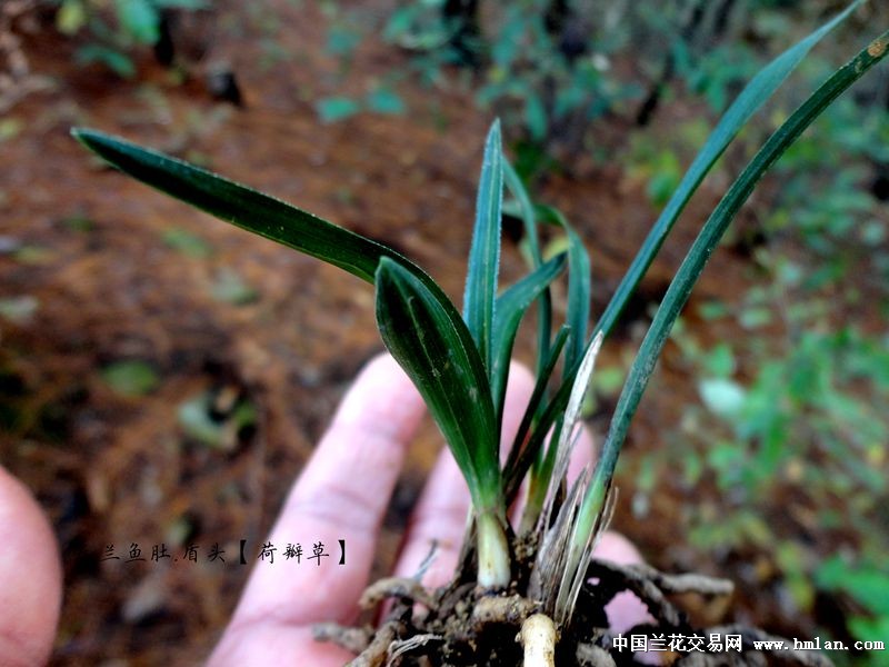 下山春兰【细根 鱼肚 盾头 荷瓣草】