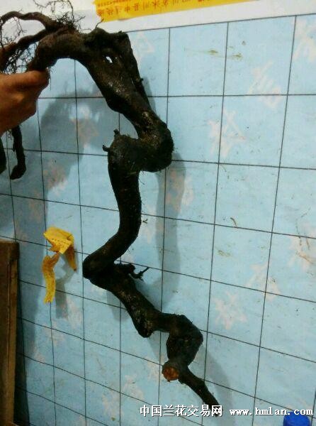 金弹子超级悬崖。-盆景园艺-中国兰花交易网社