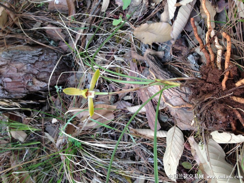 下山豆瓣兰-豆瓣篇-中国兰花交易网社区