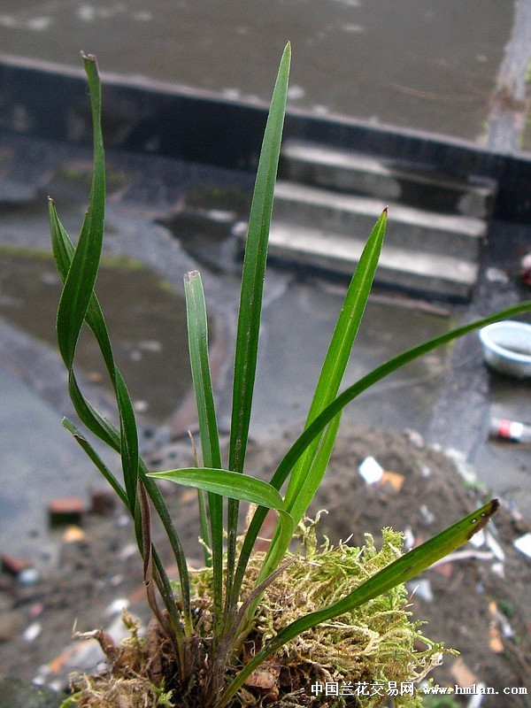 有少量 黑点状况: 有少量 病菌状况: 无 兰花小类: 品种来源: 贵州