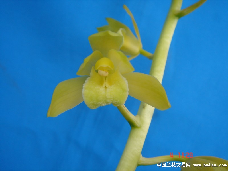秦深素150前垄1苗约价2400包邮