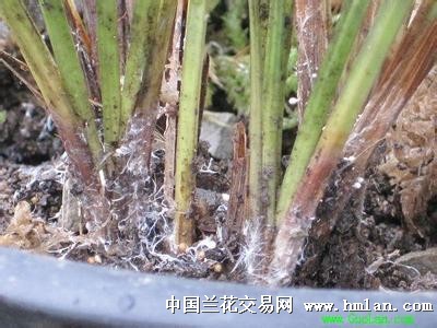 紧急求助一香土里的白色菌丝是白绢病吗