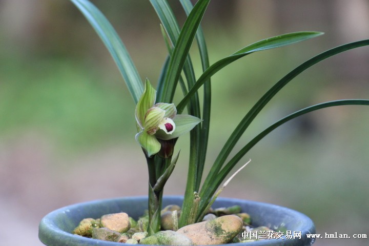 艺草开出荷瓣-春剑篇-中国兰花交易网社区