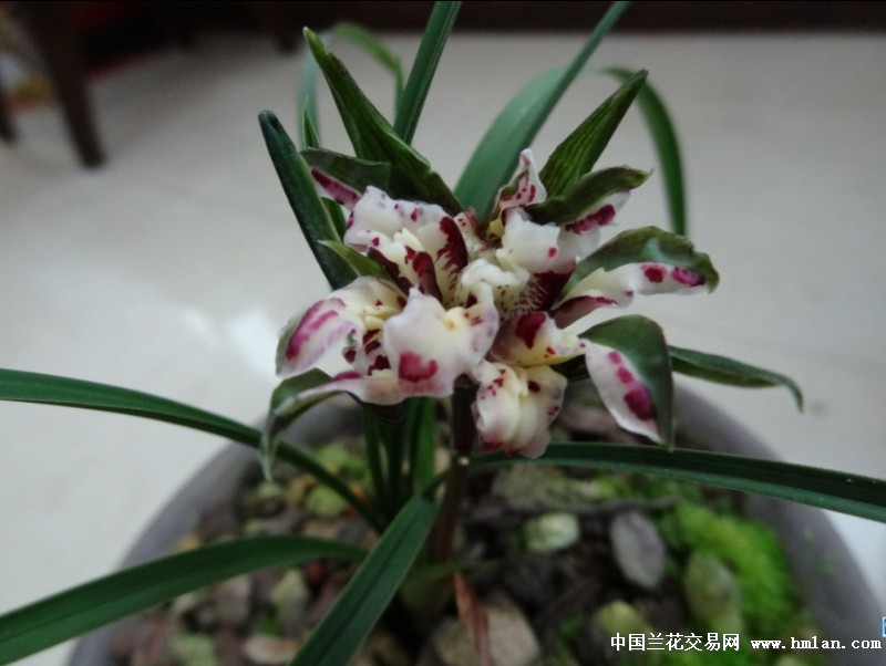 盛世牡丹新芽-春兰篇-中国兰花交易网社区