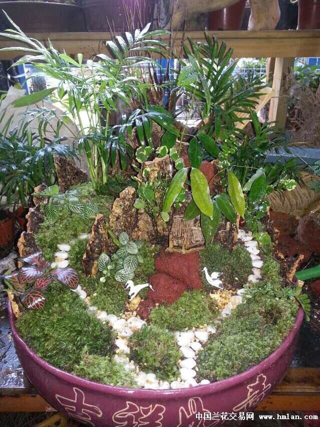 干水苔活苔藓青苔(盆景装饰)样品勿拍10元/斤