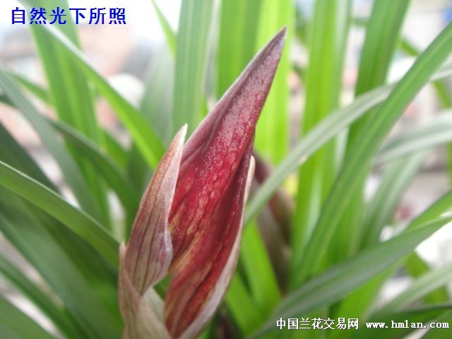春剑精品大红袍两老苗诚拍