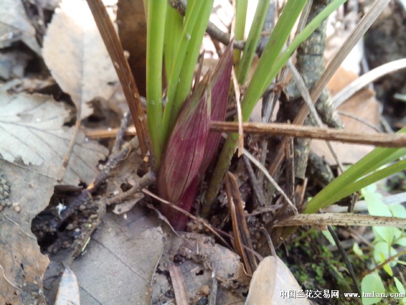 豆瓣兰欣赏花苞