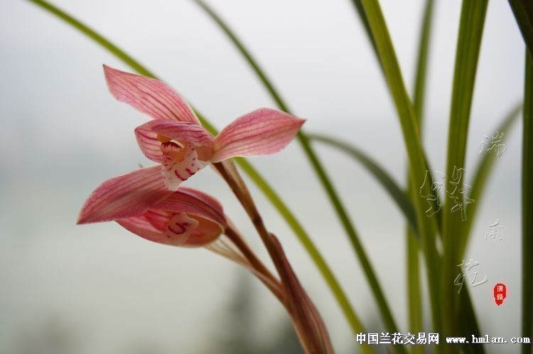 春兰新品胭脂仙子,1母壮苗带芽上拍 中国兰花交易网