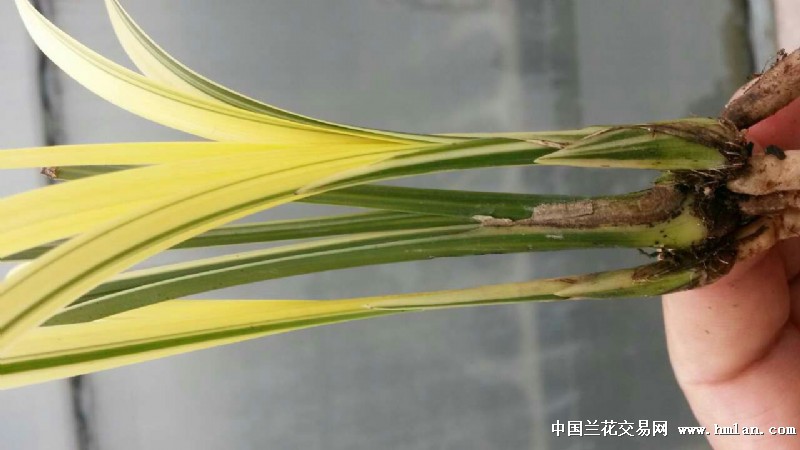 马边下山春剑——极品艺草