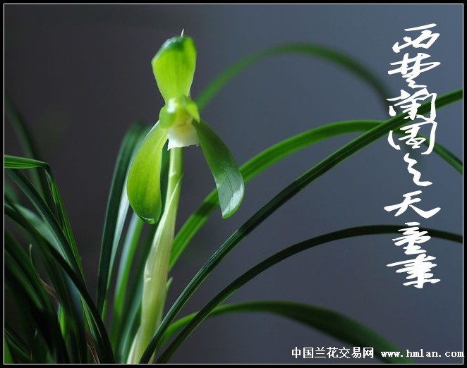 丑丑更健康---致版-春兰篇-兰花网社区
