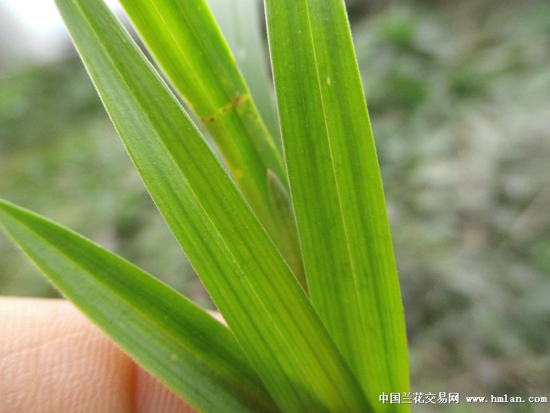 【迎新年惠拍】龙根春兰好赌草【带青蓝线】