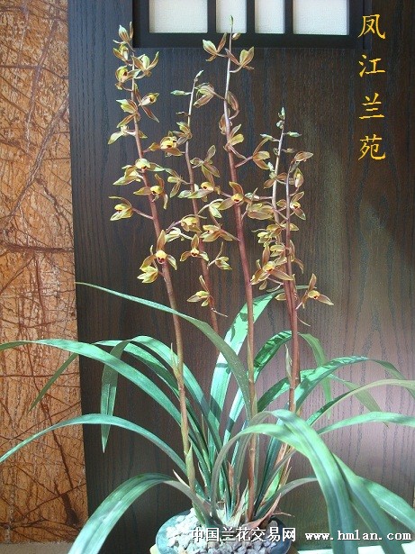 南国水仙