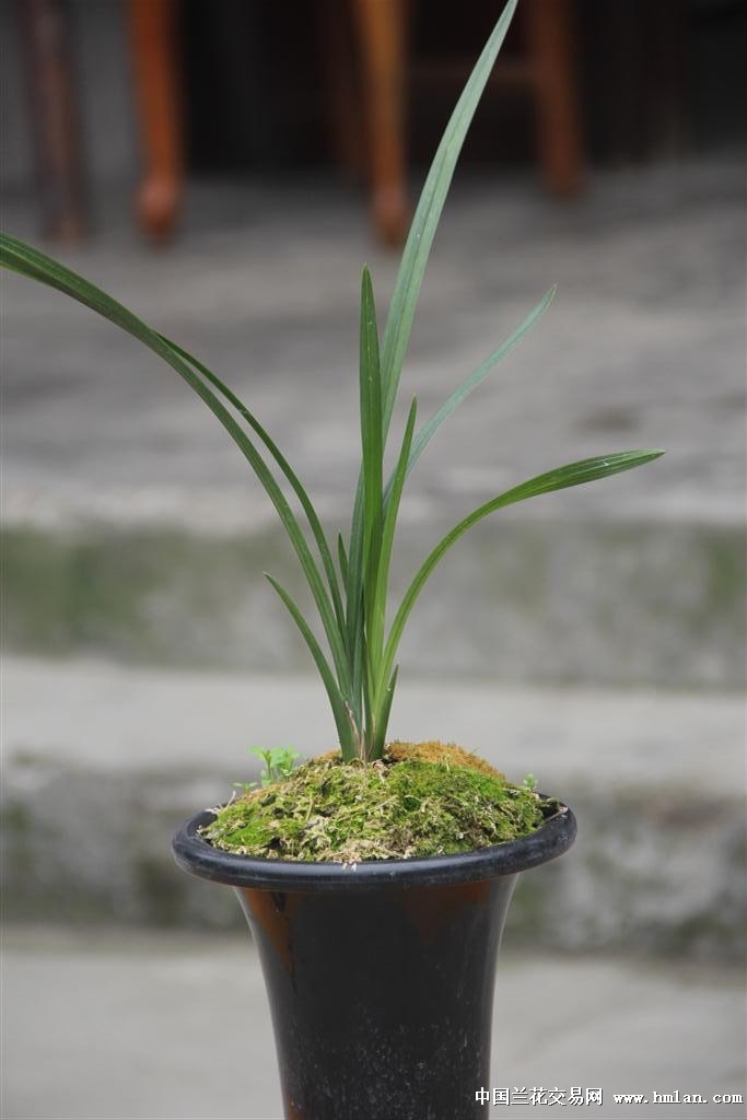 春荷瓣:罗荷瓣