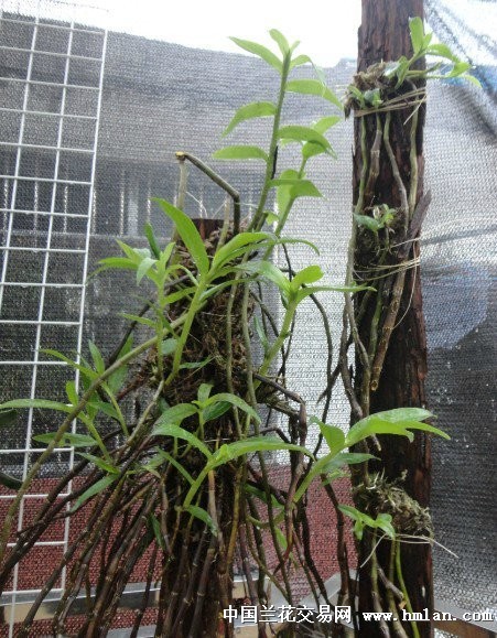 精品色花石斛喇叭唇到货
