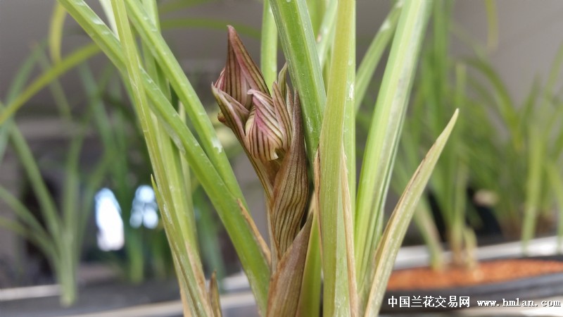 金沙树菊花苞越看越漂亮-莲瓣篇-中国兰花交易网社区