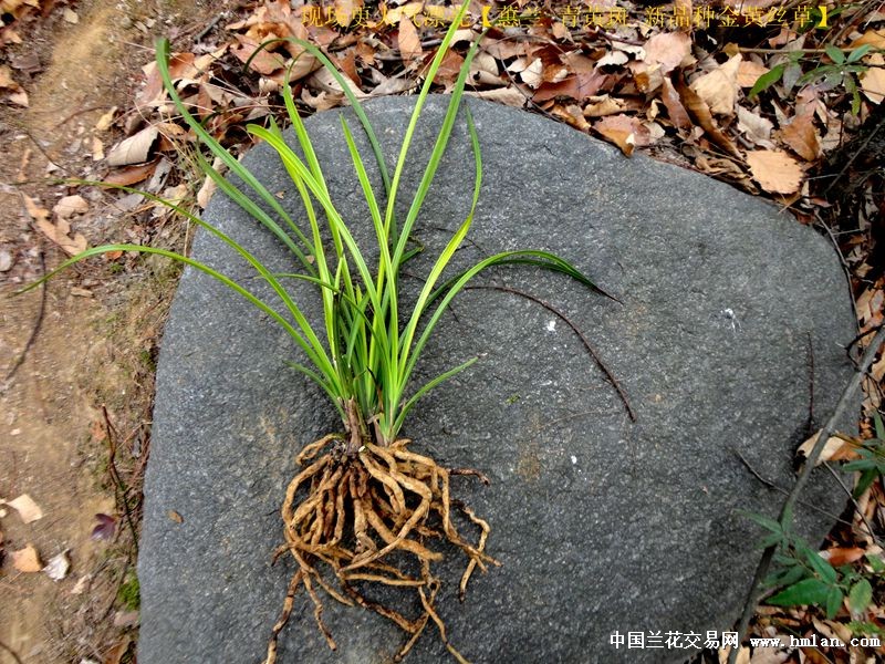 现场更大气漂亮【蕙兰 青黄斑 新种金黄丝草】