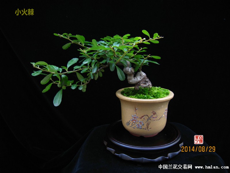 家有小景之《换盆》-盆景园艺-中国兰花交易网