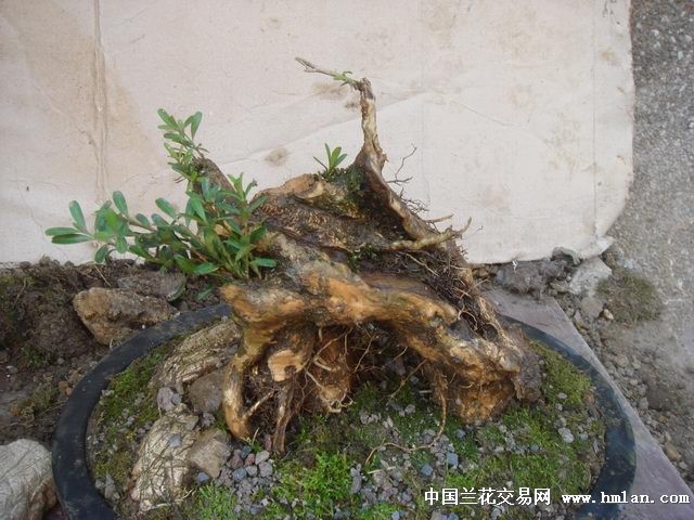 漂亮老桩盆景树2雀舌黄杨说明下有补图