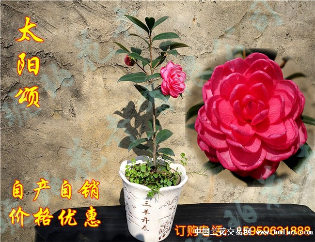 茶花太阳颂带花苞高33公分(01-03)