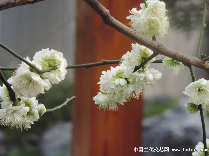 求购梅花:绿萼,望有兰友热心帮忙-盆景园艺-中国兰花交易网社区