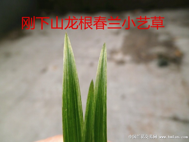 刚春兰小艺草每片叶带艺