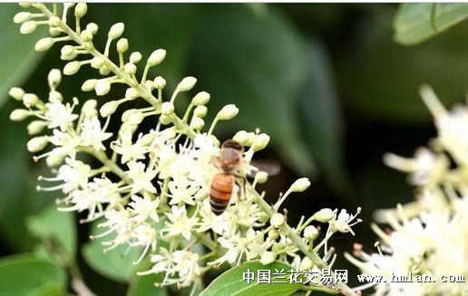 所有分类 九龙藤蜂蜜   九龙藤花蜂蜜是风味独特的珍奇天然营养食品