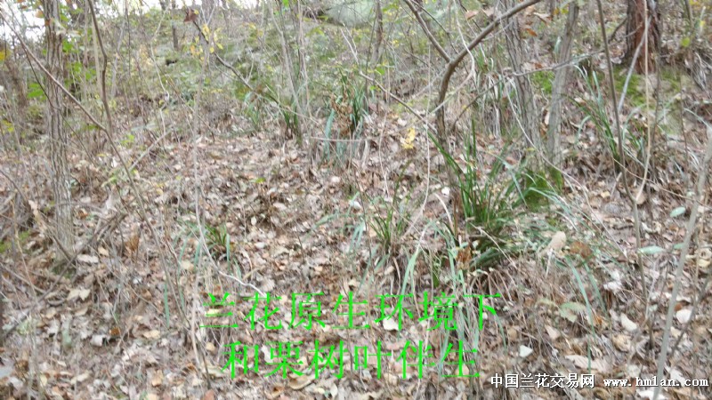 双木栗树叶(中包)可加少量松针