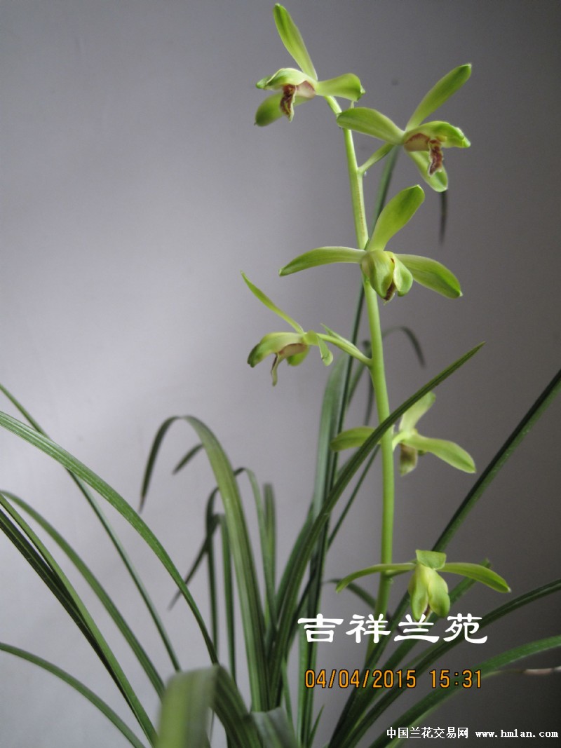 老种仙绿9(照片见物品介绍) - 中国兰花交易网