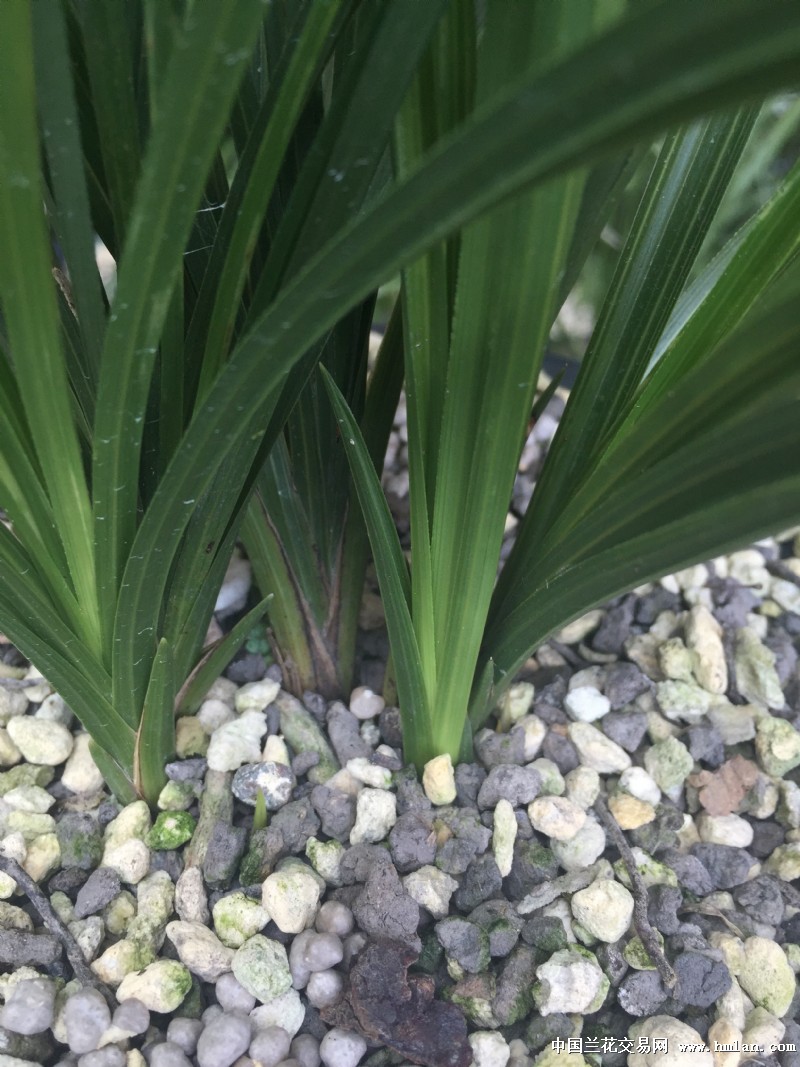 充足的光照是蕙兰最好的肥料-蕙兰篇-中国兰花