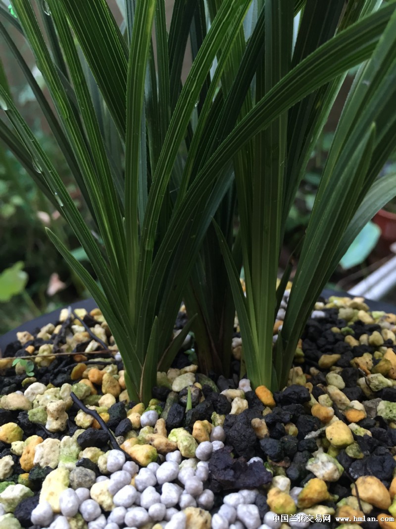 充足的光照是蕙兰最好的肥料-蕙兰篇-中国兰花