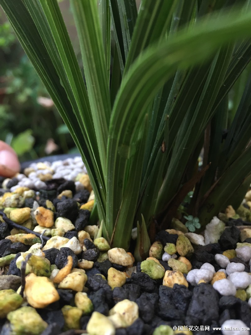 充足的光照是蕙兰最好的肥料-蕙兰篇-中国兰花