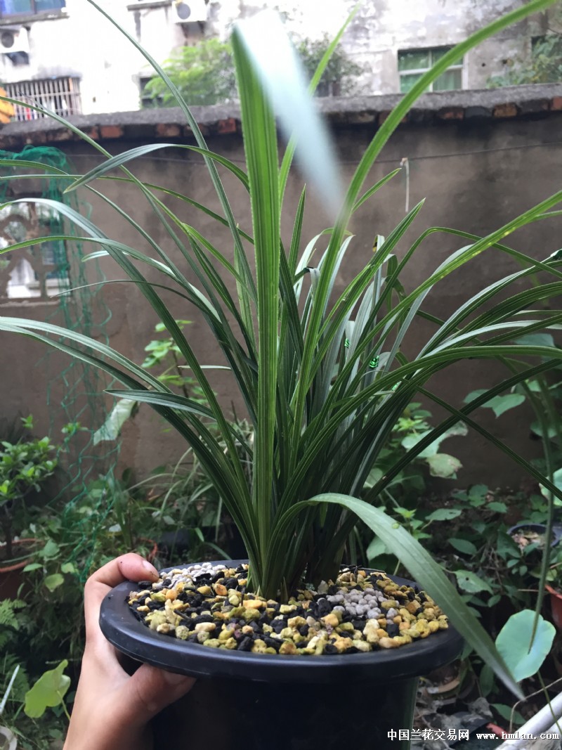 充足的光照是蕙兰最好的肥料-蕙兰篇-中国兰花