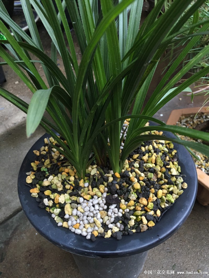 充足的光照是蕙兰最好的肥料-蕙兰篇-中国兰花