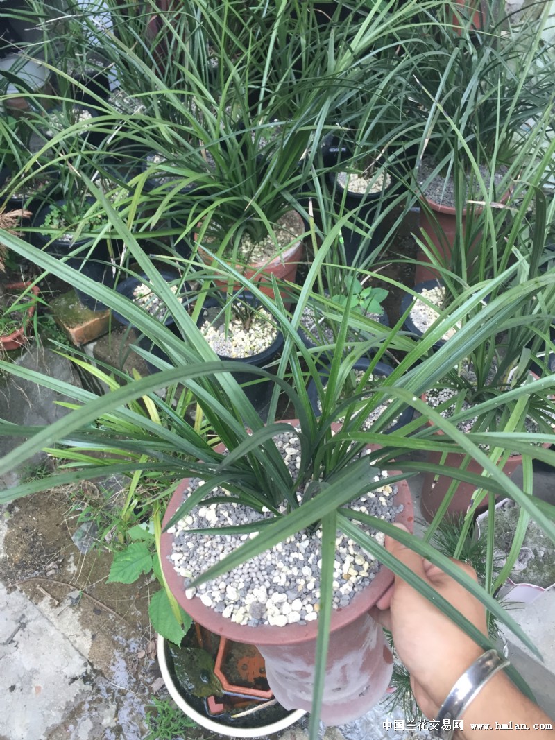 充足的光照是蕙兰最好的肥料-蕙兰篇-中国兰花