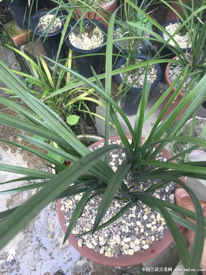 充足的光照是蕙兰最好的肥料-蕙兰篇-中国兰花