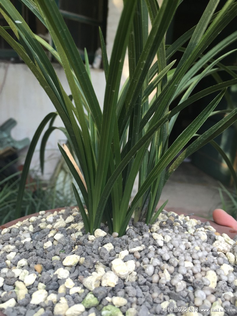 充足的光照是蕙兰最好的肥料-蕙兰篇-中国兰花