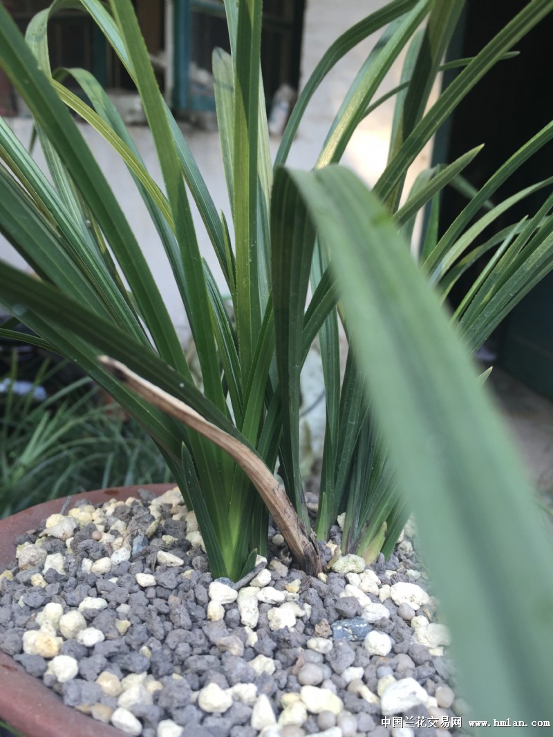 充足的光照是蕙兰最好的肥料-蕙兰篇-中国兰花