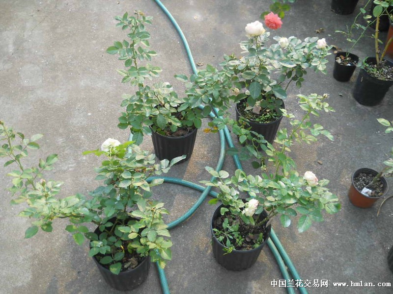 精品月季-绒球门廊(1盆) - 中国兰花交易网