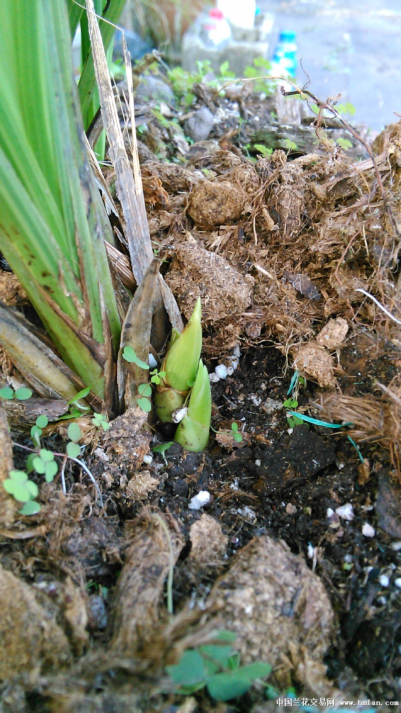 花芽?叶芽?-蕙兰篇-中国兰花交易网社区