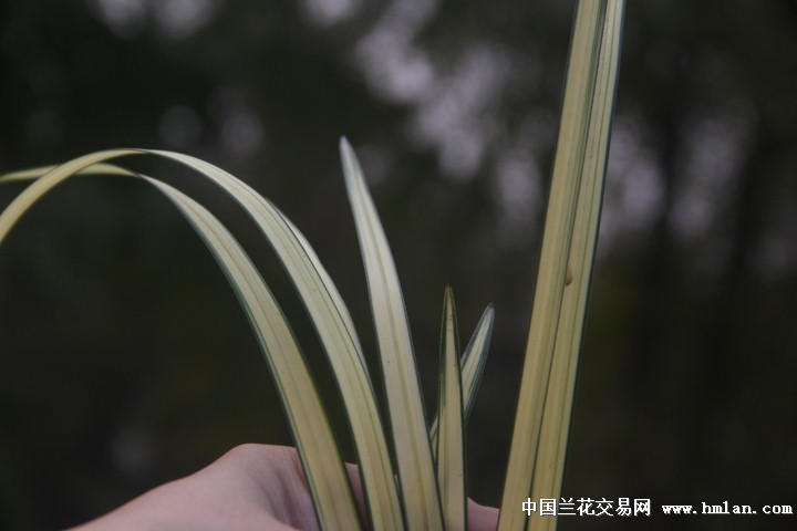 春剑精品:黄金中透 - 中国兰花交易网