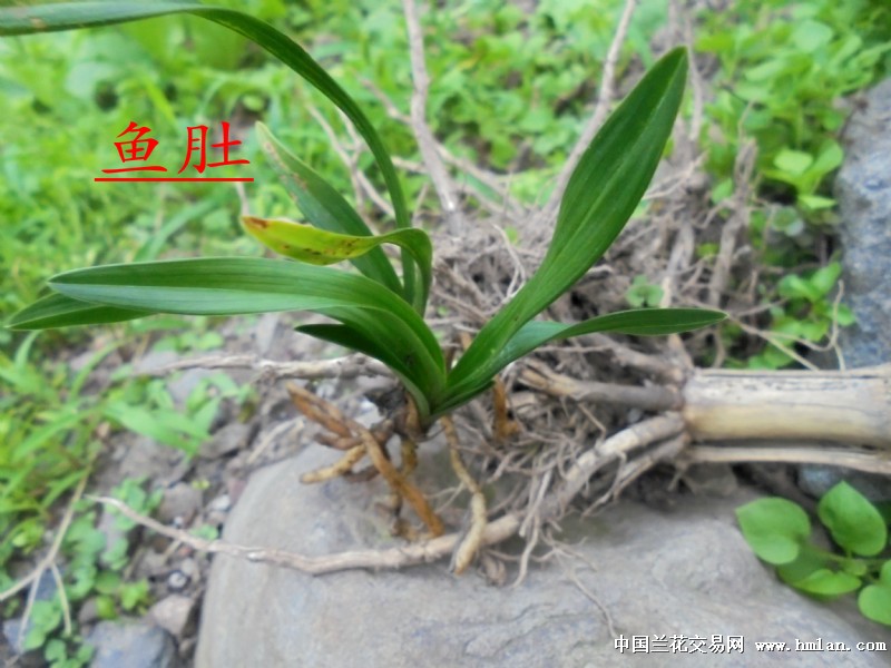 鱼肚叶【极品赌荷草】 - 中国兰花交易网