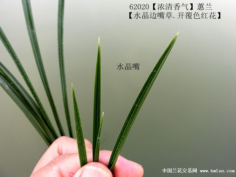 62020Ũޥˮ߲.ɫ컨