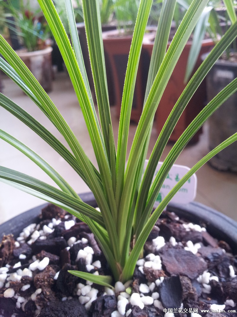 兰香沁心 爱心煦暖 祝福万悟淼小朋友!-以兰会