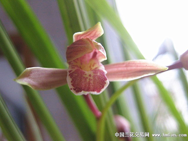 秋芝极品红花-草带艺 - 中国兰花交易网