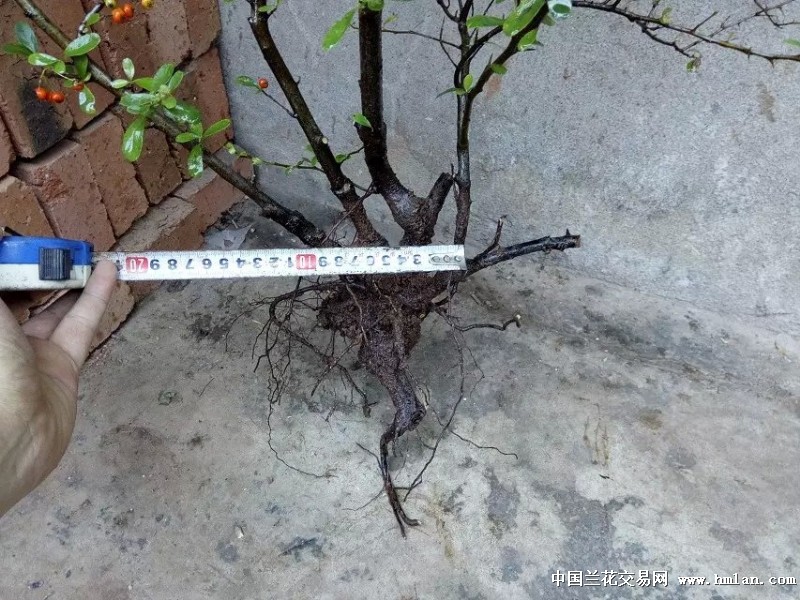 火棘盆景的制作与管理 火棘又名火把果、救军粮,为蔷薇科火棘属常绿灌木,株高约3米,侧枝短刺状,嫩枝有褐色短柔毛,叶片倒卵形或倒卵状长圆形,先端圆钝或微凹,叶长1.5厘米至6厘米,边缘有钝锯齿,叶色浓绿,有光泽。复伞花序,小花白色,3至5月开放。果实近球形,稍扁,直径约0.
