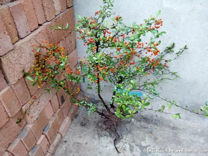 火棘盆景的制作与管理 火棘又名火把果、救军粮,为蔷薇科火棘属常绿灌木,株高约3米,侧枝短刺状,嫩枝有褐色短柔毛,叶片倒卵形或倒卵状长圆形,先端圆钝或微凹,叶长1.5厘米至6厘米,边缘有钝锯齿,叶色浓绿,有光泽。复伞花序,小花白色,3至5月开放。果实近球形,稍扁,直径约0.
