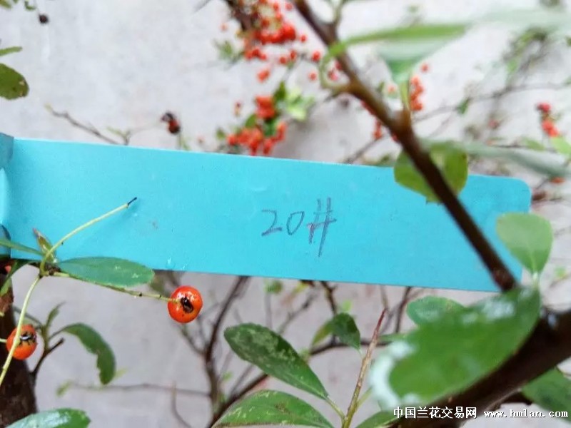 火棘盆景的制作与管理 火棘又名火把果、救军粮,为蔷薇科火棘属常绿灌木,株高约3米,侧枝短刺状,嫩枝有褐色短柔毛,叶片倒卵形或倒卵状长圆形,先端圆钝或微凹,叶长1.5厘米至6厘米,边缘有钝锯齿,叶色浓绿,有光泽。复伞花序,小花白色,3至5月开放。果实近球形,稍扁,直径约0.