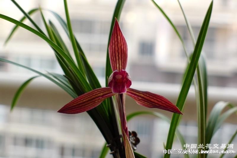 红宝石--大盆带花苞带大芽