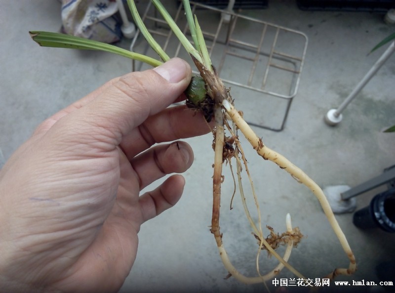 水草也能养出好根~-种养心得-中国兰花交易网
